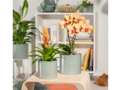 Übertopf 828 Ø 16 cm x 15 cm Grün*Scheurich Sale