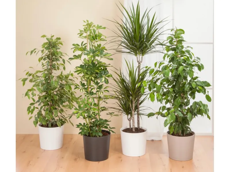 Scheurich Hydrokultur|Übertopf 883 Ø 17 cm x 15 cm