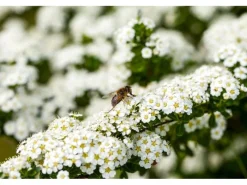 Spiraea Arguta Brautspiere Weiß 40–60 cm* Discount