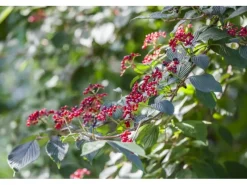 Viburnum Lantana Wolliger Schneeball 60–100 cm Cremeweiße Blüten* Online