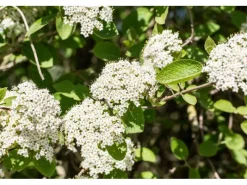 Viburnum Lantana Wolliger Schneeball 60–100 cm Cremeweiße Blüten* Online