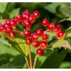 Viburnum Opulus Gewöhnlicher Schneeball 40–60 cm Weiße Blüten* Hot