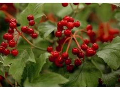 Viburnum Opulus Gewöhnlicher Schneeball 40–60 cm Weiße Blüten* Hot