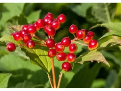 Viburnum Opulus Gewöhnlicher Schneeball 60–100 cm Weiße Blüten* Online