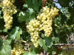 Vitis Vinifera Phönix Weinrebe 80–100 cm* Discount