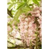 Wisteria Brachybotrys Shiro Beni Japanische Wisterie Rosa 60–100 cm* Clearance