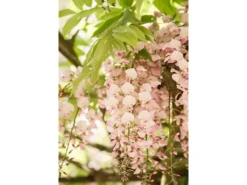 Wisteria Brachybotrys Shiro Beni Japanische Wisterie Rosa 60–100 cm* Clearance