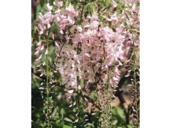 Wisteria Brachybotrys Shiro Beni Japanische Wisterie Rosa 60–100 cm* Clearance