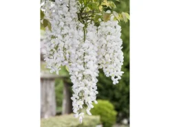 Wisteria Frutescens Nivea Amerikanische Glyzinie Weiß 60–100 cm* Hot